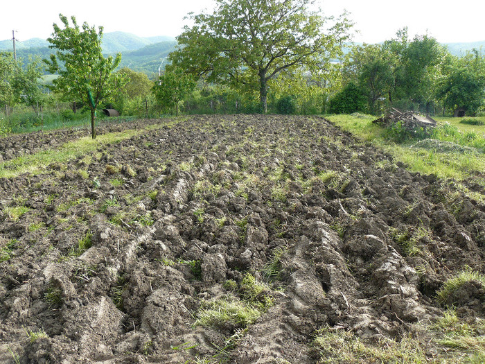 P1010247; Aratura de primavara
