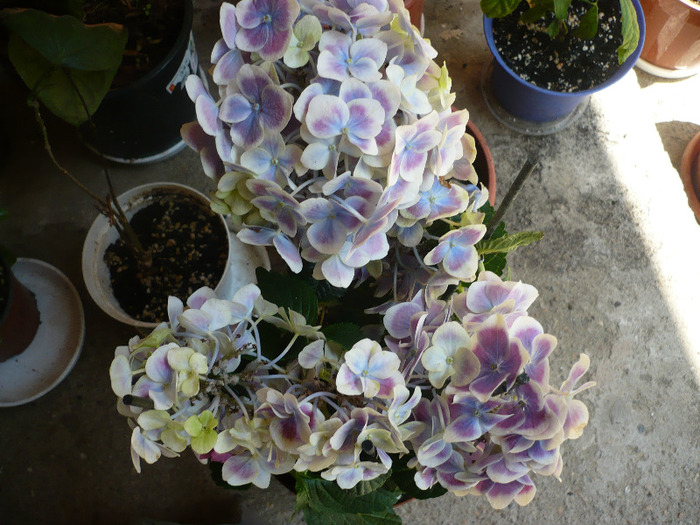 P1070071