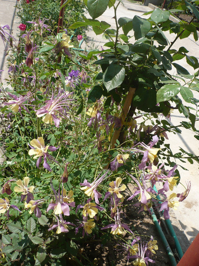 P1070045