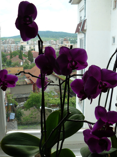 P1010330