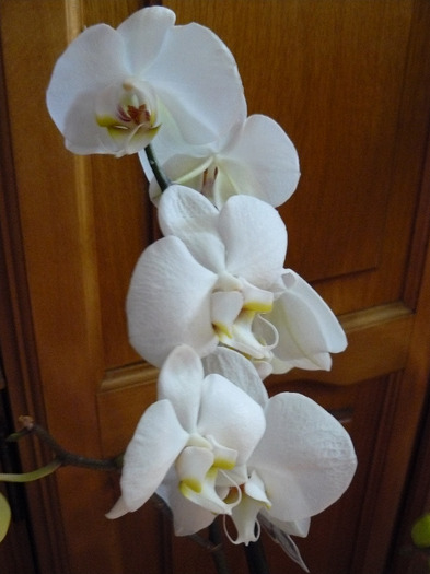 P1010332 - Orhidee