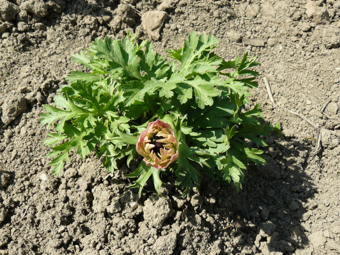 P1010287 - Anemone