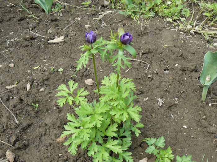 P1010327 - Anemone