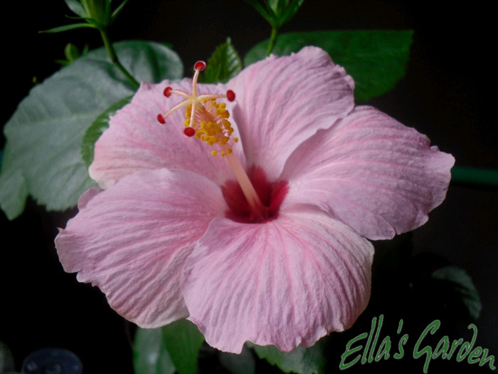 Barbara - 2011 Hibiscus