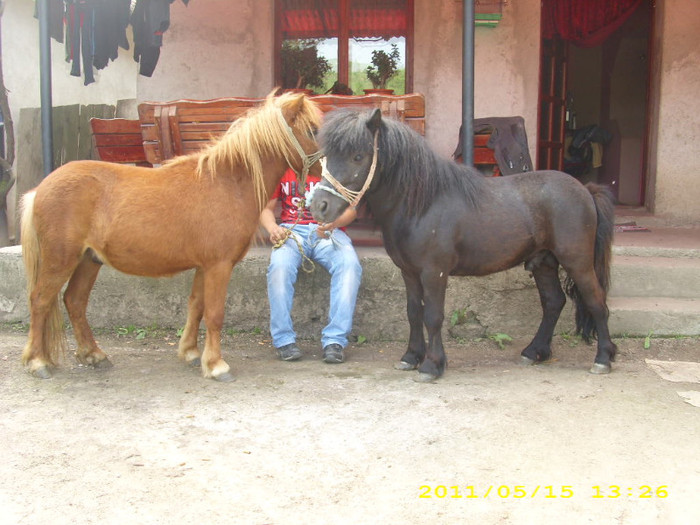 Gusti-Mircea - Ferma Angel