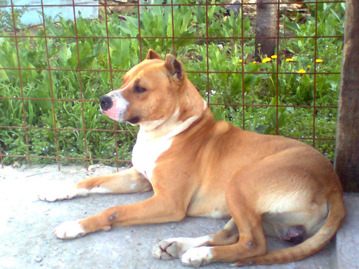 dyas 10 luni - amstaff DYAS