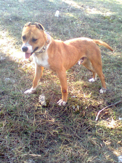 dyas - amstaff DYAS