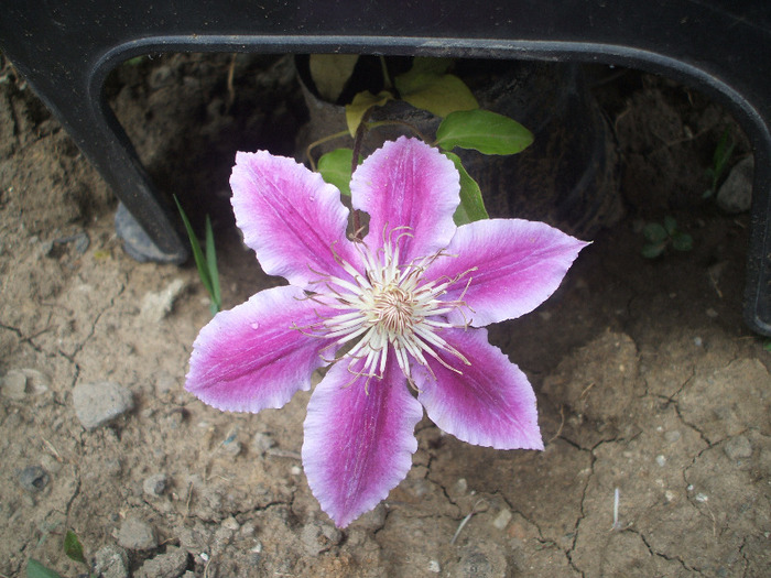dr. ruppel prima floare 20 mai - clematis
