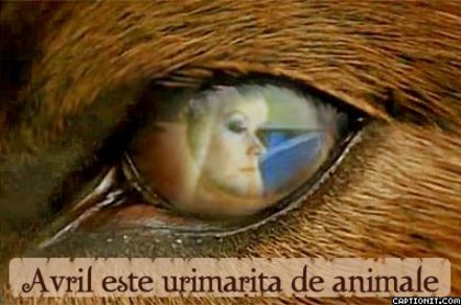 urmarita - avril este urmarita de animale