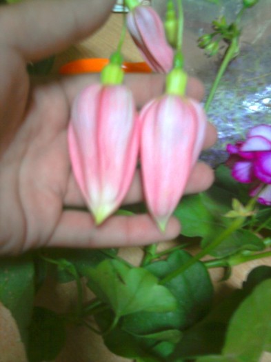 fuchsia (boboci)