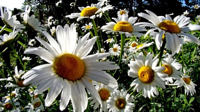 i like daisys - flori