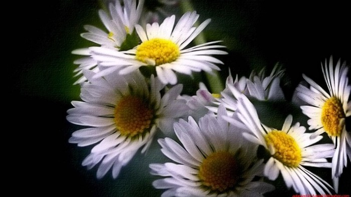 beautiful daisys