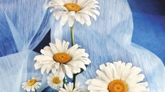 daisys in blue