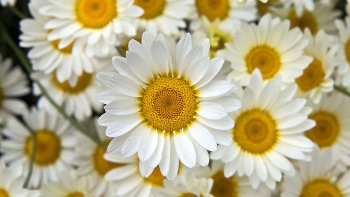 nice daisy - flori