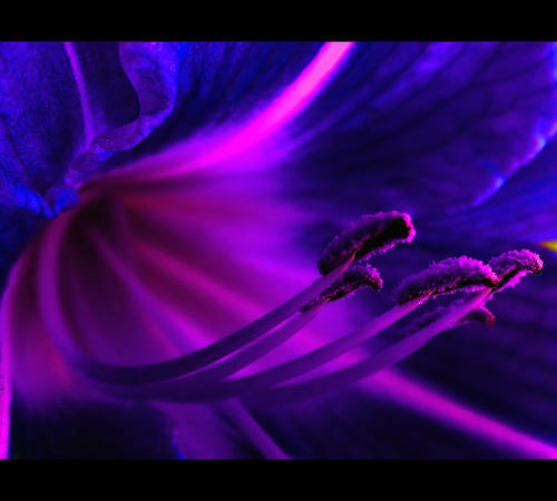 colorfull flowers - abstract