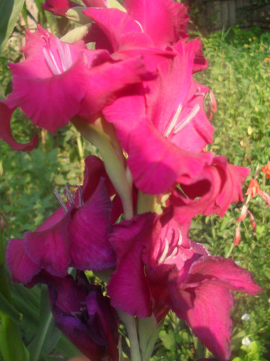 SDC12987 - GLADIOLE-2010