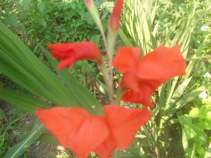 SDC12988 - GLADIOLE-2010