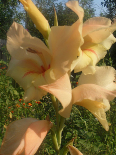 SDC12995 - GLADIOLE-2010