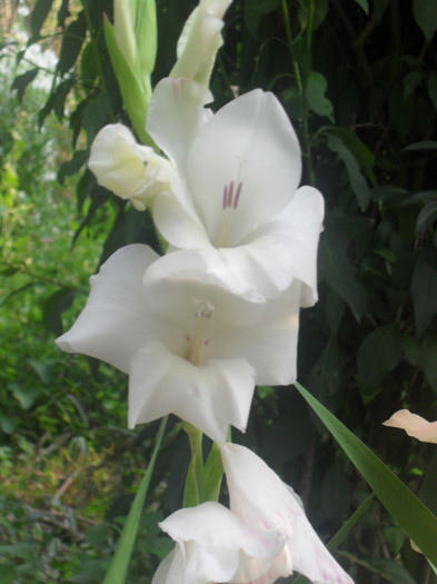 SDC13004 - GLADIOLE-2010