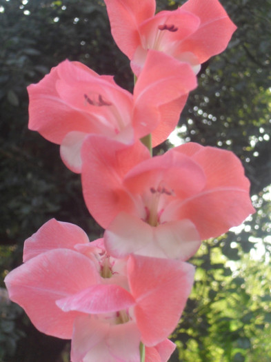 SDC13006 - GLADIOLE-2010