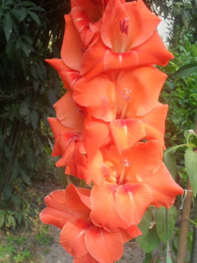 SDC13008 - GLADIOLE-2010