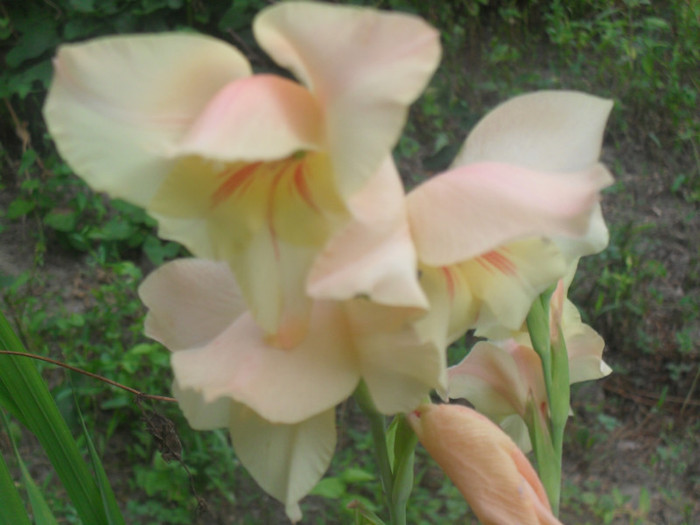 SDC13009 - GLADIOLE-2010