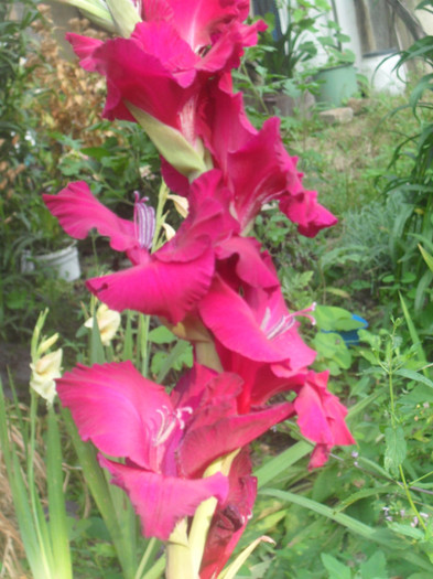 SDC13016 - GLADIOLE-2010