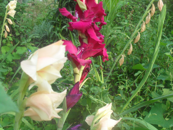 SDC13017 - GLADIOLE-2010