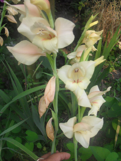 SDC13019 - GLADIOLE-2010