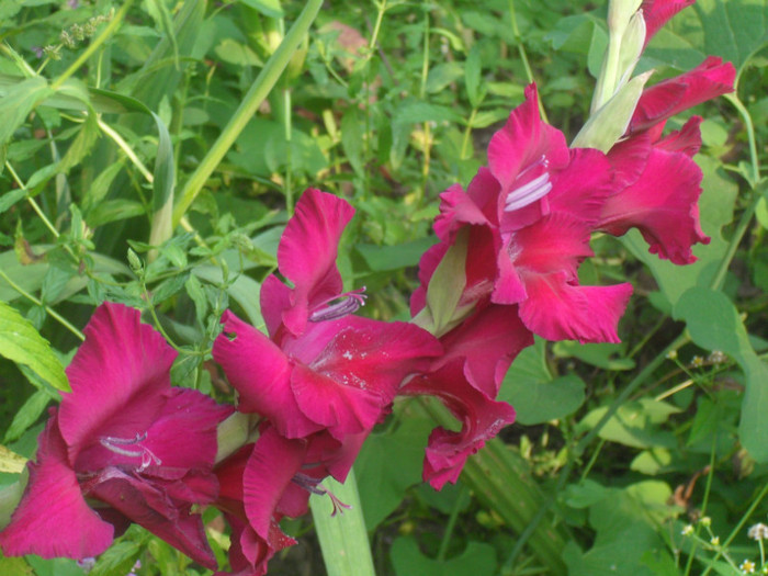 SDC13020 - GLADIOLE-2010