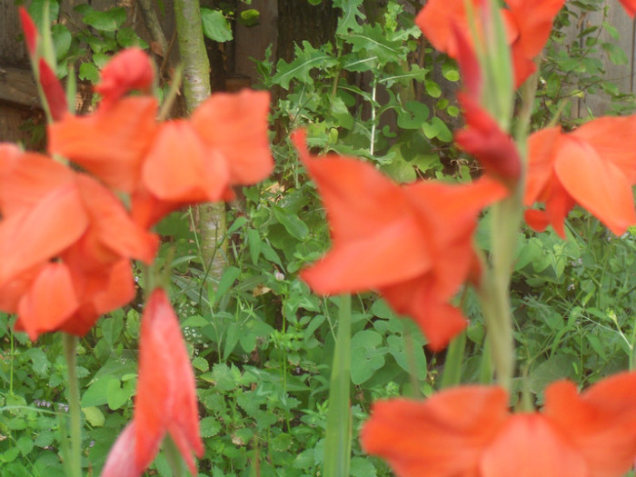 SDC13001 - GLADIOLE-2010