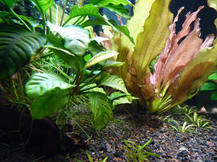 Anubias barteri var. coffeefolia; planta de culoare verde din stanga imaginii !

