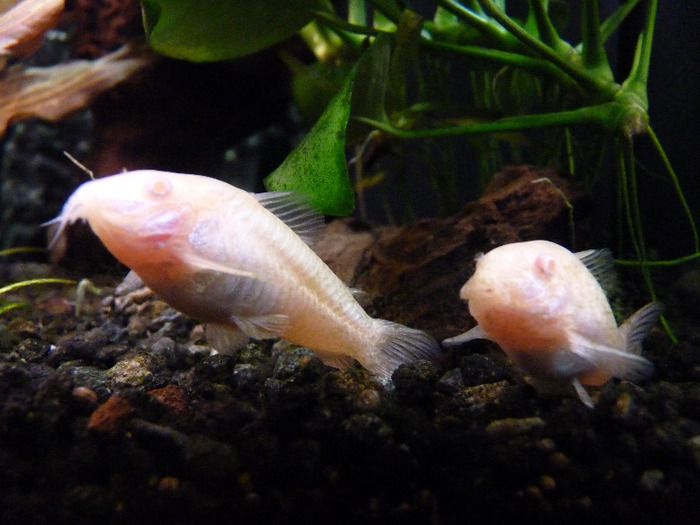 Corydoras Aeneus - www microunivers acvatic