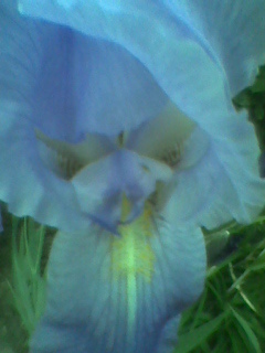 Imag0784 - Iris - stanjenel