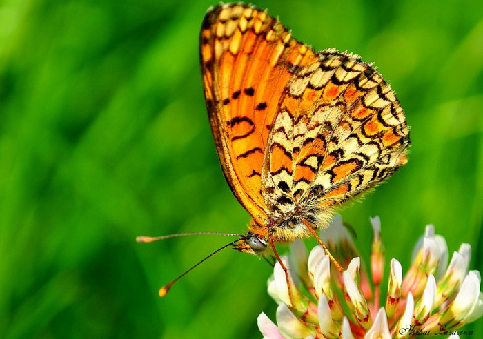 La soare - Animalutele mele