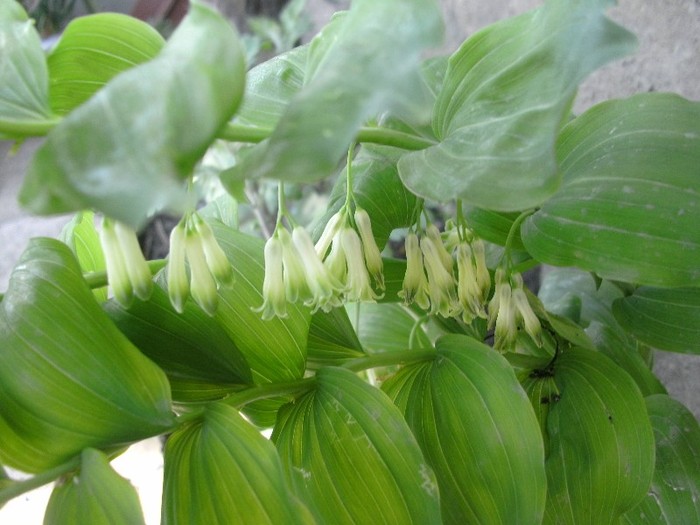 PECETEA-LUI-SOLOMON (Polygonatum odoratum Mill. Druce) - Gradina 2011