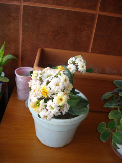 21.05.2011 - kalanchoe 2011