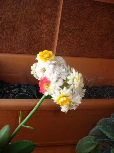 21.05.2011 - kalanchoe 2011