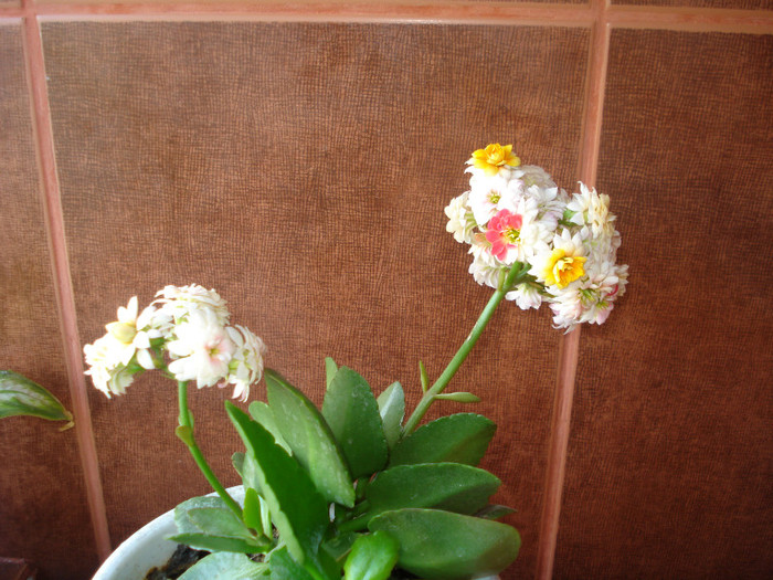 21.05.2011 - kalanchoe 2011