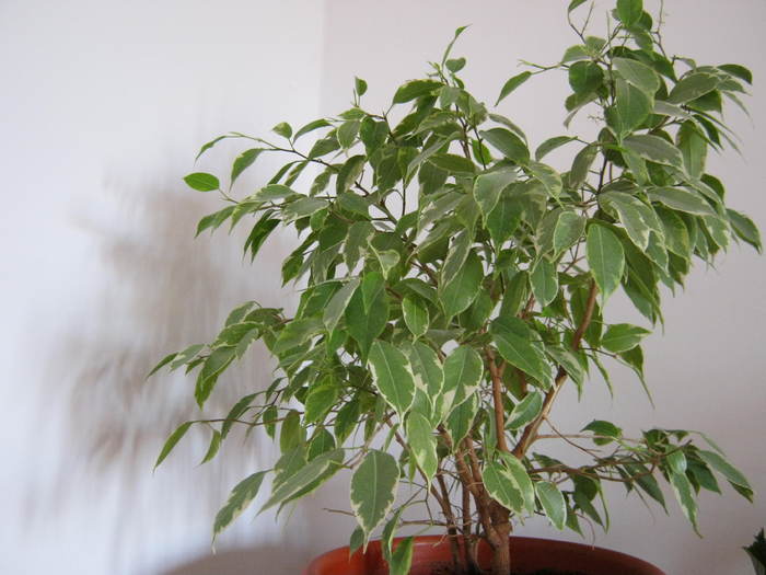 Ficus benjamina - flori de apartament