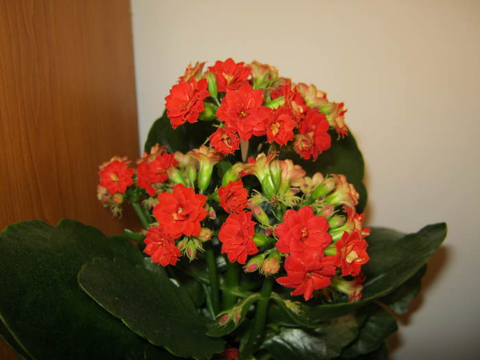 Kalanchoe - flori de apartament