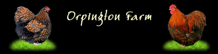 ferma de orpington-ungaria - 7-anunt important