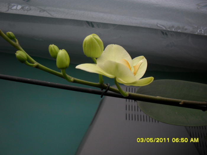 orhidee 2011 - Orhidee