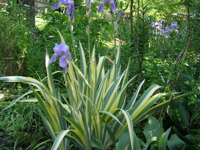 Irisi dungati - Gradina 2011