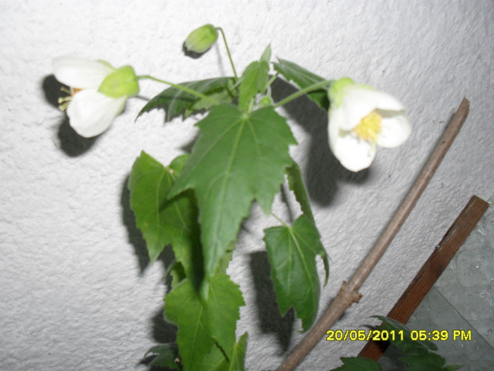 abutilon alb