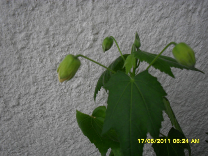 abutilon inmugurit