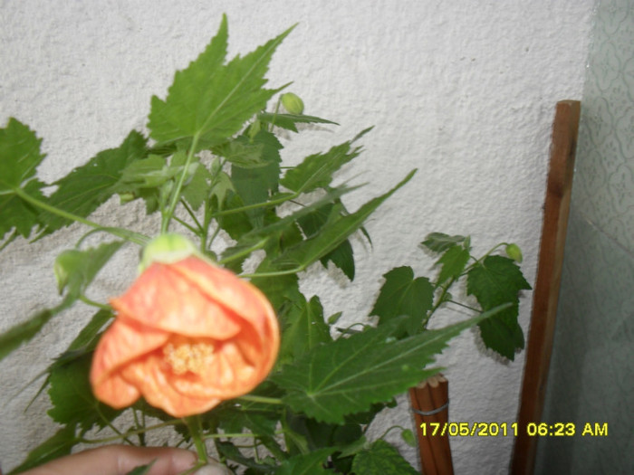 abutilon portocaliu