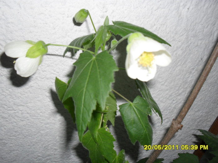 abutilon alb