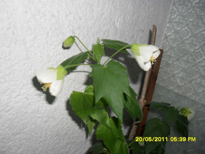 abutilon alb