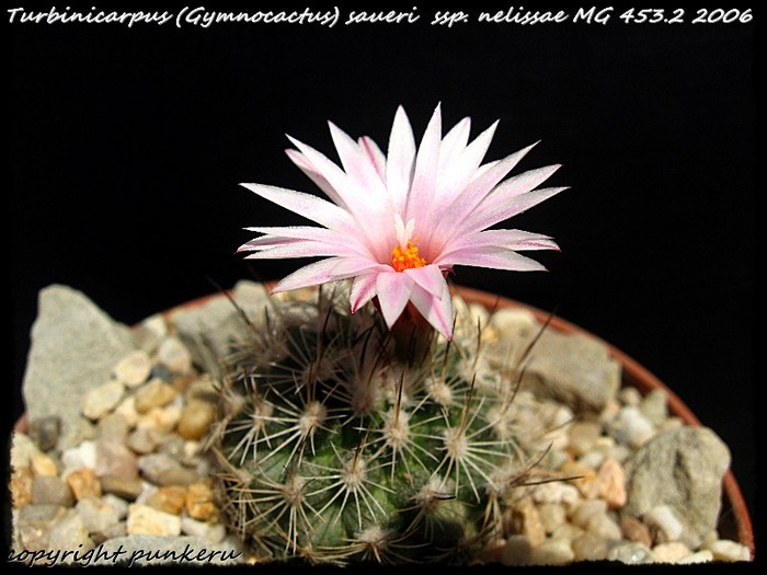  - CACTI IN FLOWER